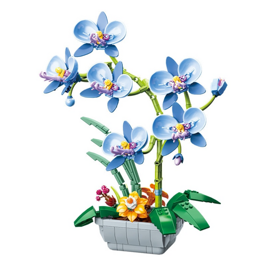 Moth Orchid Potted MultiBrickz