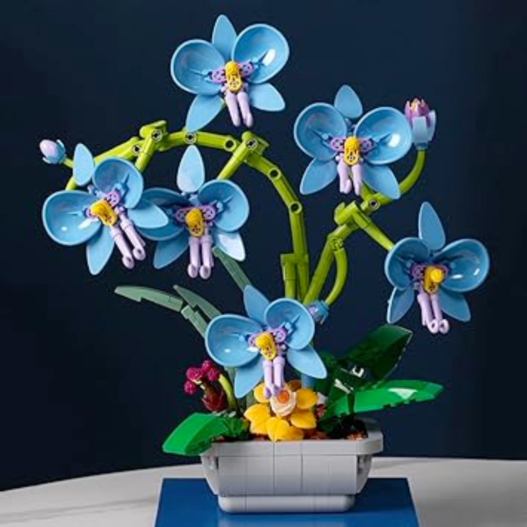 Moth Orchid Potted MultiBrickz