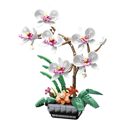 Moth Orchid Potted MultiBrickz