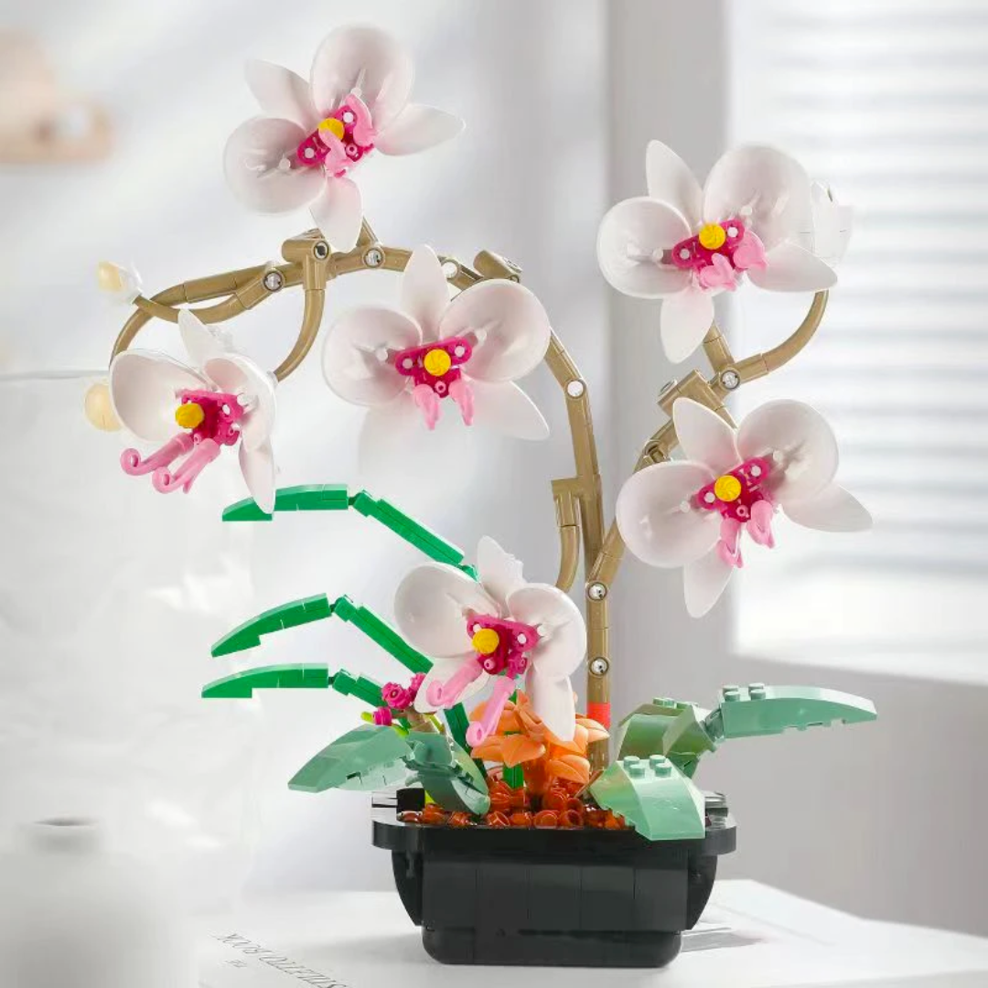 Moth Orchid Potted MultiBrickz