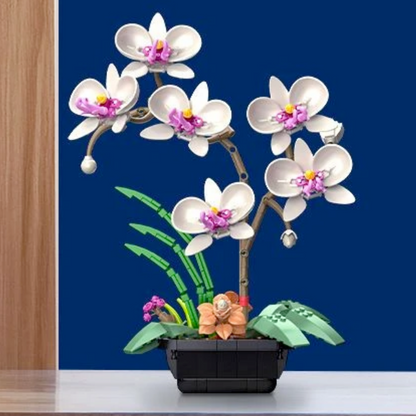 Moth Orchid Potted MultiBrickz